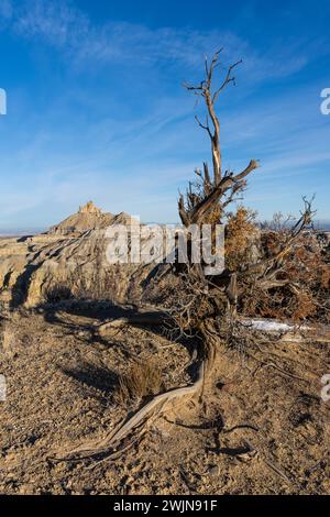 Angel Peak Scenic Area in der Nähe von Bloomfield, New Mexico. Ein alter knorriger wacholderbaum mit Angel Peak hinter dem Kutz Canyon. Stockfoto