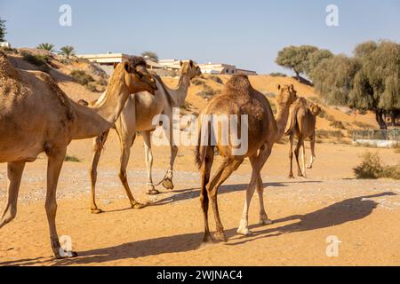 Dromedarkamelkarawane (Camelus dromedarius), Spaziergang durch die Wüste mit Akazienbäumen im Hintergrund, Al Digdaga, Vereinigte Arabische Emirate. Stockfoto