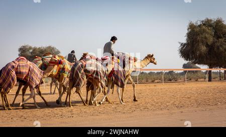 Ein Kamelführer reitet und führt während des Renntrainings auf der Camel Race Track in den Vereinigten Arabischen Emiraten eine farbenfrohe Kamelkarawane. Stockfoto