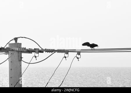 Karibgrackle, Amsel oder Quiscalus Lugubris, die auf dem elektrischen Draht stehen Stockfoto