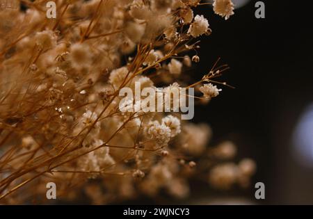 Getrocknete beige Blüten auf schwarzem Hintergrund. Kleine getrocknete Blütenstände von Wildblumen. Blumenkomposition im dunklen Innenraum. Floristisches Hochzeitskonzept. Stockfoto