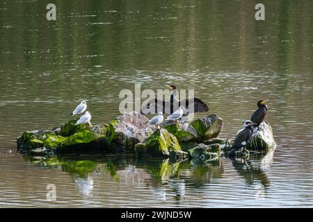 Kormoran- und Schwarzkopfmöwen-Vögel ruhen an sonnigen Sommertagen auf den Felsen im See. Stockfoto