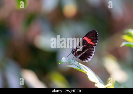 Makroansicht des tropischen Schmetterlings des Dschungels - Heliconius melpomene rosina, Papilio lowi, Papilio demoleus, Monarch Schmetterling (danaus plexippus) Stockfoto