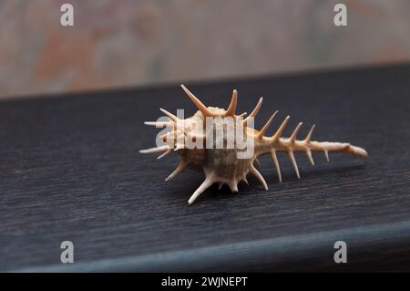 Muschel von dunkelgelber Farbe auf braunem Hintergrund. Stockfoto