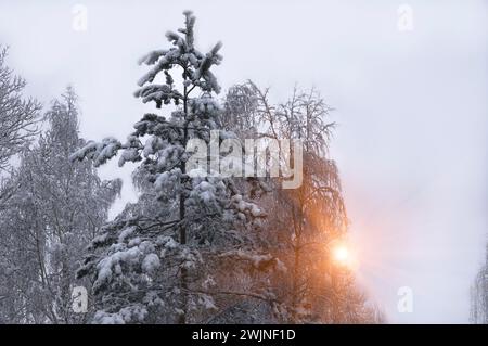 Die Sonne scheint durch die Bäume. Wintermorgen. Stockfoto