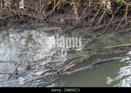 Amersham, Großbritannien. Februar 2024. Das Wasser der Themse fließt in den Fluss Misbourne, einen wertvollen Kreidefluss in Amersham bei den Amersham Balancing Tanks in Buckinghamshire. Der Thames Water Event Duration Monitor (Thames Water Event Duration Monitor) ist nach wie vor außer Betrieb, es gibt jedoch klare Hinweise auf Klärpilz im Fluss und einen Abwasserstank. Der River Misbourne ist ein Kreidefluss, der von seiner Quelle nördlich von Great Missenden durch mehrere Städte in Buckinghamshire fließt. Kreideströme sind weltweit seltene Lebensräume. Quelle: Mauren McLean/Alamy Live News Stockfoto