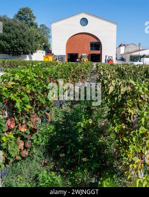 Weinberge im Dorf Pauillac mit Reihen von Reifen roten Cabernet Sauvignon Rebsorten der Haut-Medoc Weinberge in Bordeaux, linkes Ufer der Gironde Mündung Stockfoto