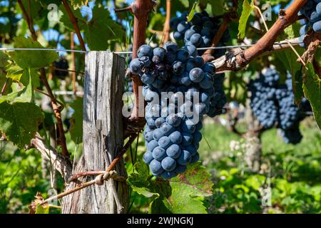 Weinberge im Dorf Pauillac mit Reihen von Reifen roten Cabernet Sauvignon Rebsorten der Haut-Medoc Weinberge in Bordeaux, linkes Ufer der Gironde Mündung Stockfoto