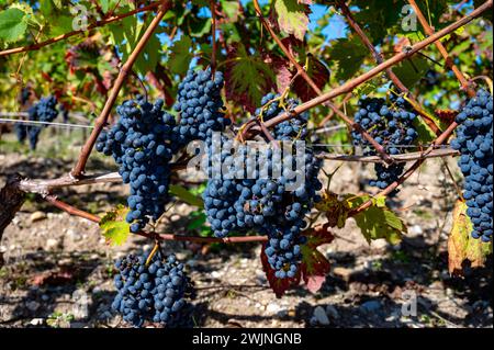 Weinberge im Dorf Pauillac mit Reihen von Reifen roten Cabernet Sauvignon Rebsorten der Haut-Medoc Weinberge in Bordeaux, linkes Ufer der Gironde Mündung Stockfoto