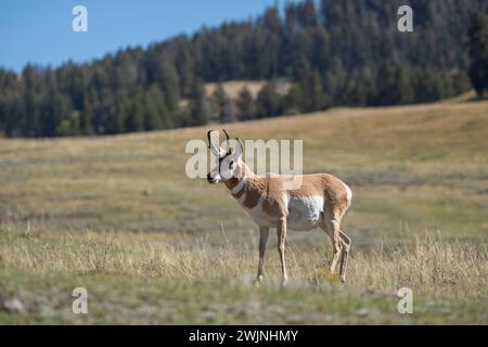 Pronghorn (Antilocapra americana) mit herbstlichen Hintergrundfarben im Lamar Valley, Yellowstone National Park. Stockfoto