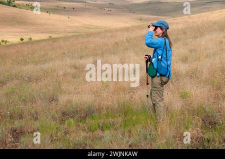 Vogelbeobachtungen Wegesrand gehörnte Lerche, Zumwalt Prairie Preserve, Oregon Stockfoto