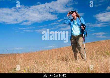 Vogelbeobachtungen Wegesrand gehörnte Lerche, Zumwalt Prairie Preserve, Oregon Stockfoto