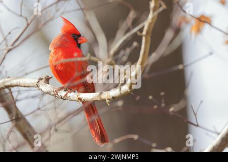 Roter Kardinalvogel mit leuchtendem rotem Mantel auf einem Baumzweig Stockfoto