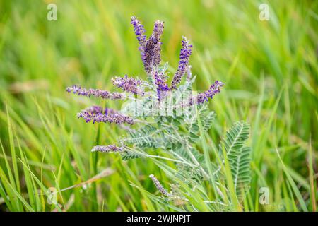 Amorpha canescens, auch bekannt als Bleipflanze, falscher Indigostrauch, Prärieschuhe oder Büffelbalg, Pipestone National Monument Stockfoto