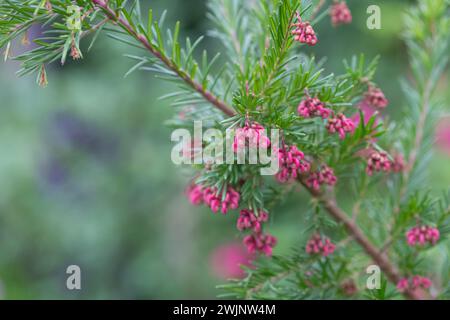 Nahaufnahme von blühenden Blüten der Wollgrivillea (grevillea lanigera) Stockfoto