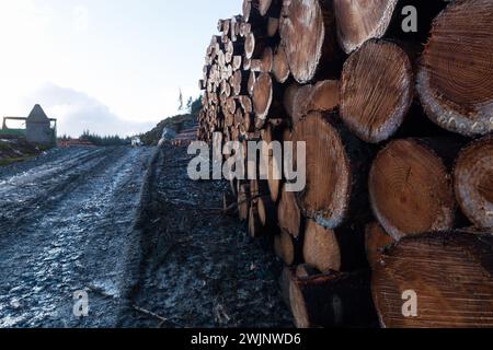 Waldernte in den schottischen Highlands an einem Wintermorgen Stockfoto