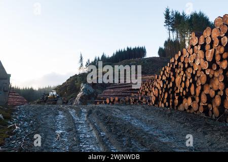 Waldernte in den schottischen Highlands an einem Wintermorgen Stockfoto