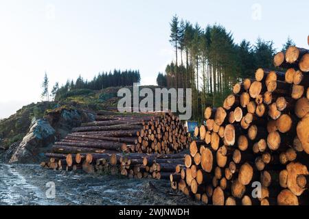 Waldernte in den schottischen Highlands an einem Wintermorgen Stockfoto