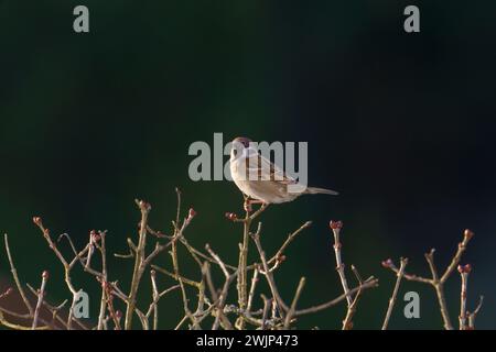 Passer montanus Familie Passeridae Gattung Passer Eurasischer Baumspatzen Deutscher Spatzen Stockfoto