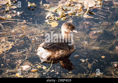 Rattenschnabel - Wasservogel auf einem See in den Orlando Wetlands, Florida Stockfoto
