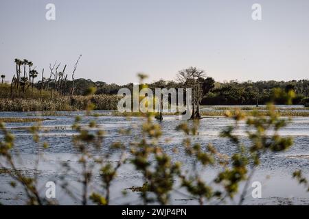 Orlando Wetlands Park Stockfoto