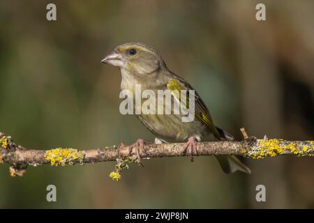 Grünfinke (Carduelis chloris), die auf einem mit Flechten bewachsenen Zweig sitzt, Baden-Württemberg, Deutschland Stockfoto