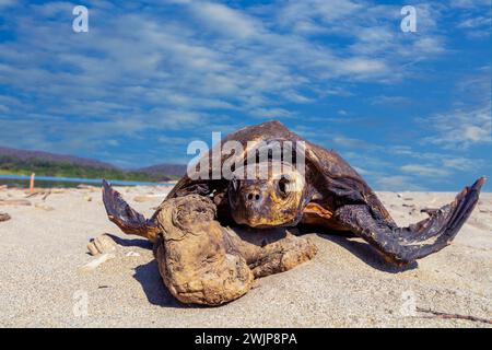 Tote Meeresschildkröte (Cheloniidae) im Sand am Strand von La Bocana, Baja de Hualtulco, Südpazifikküste, Oaxaca, Mexiko Stockfoto