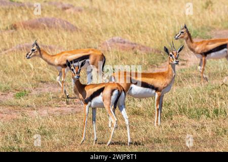 Schwärmen Sie mit Thomson's Gazelle (Eudorcas thomsonii) in der Grassavanne in Afrika, Maasai Mara National Reserve, Kenia Stockfoto