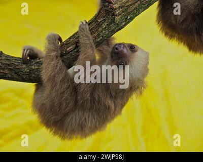 Hoffmanns zweizehiges Faultier (Choloepus hoffmanni), Jugendlicher, Gefangener, Jaguar Rescue Centre, Puerto Viejo de Talamanca, Limon, Costa Rica, Central Stockfoto