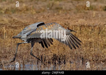 Großer Sandhill Crane, der mit offenen Flügeln in Richtung Start in den Feuchtgebieten des Bosque del Apache National Wildlife Refuge in New Mexico, USA, läuft Stockfoto