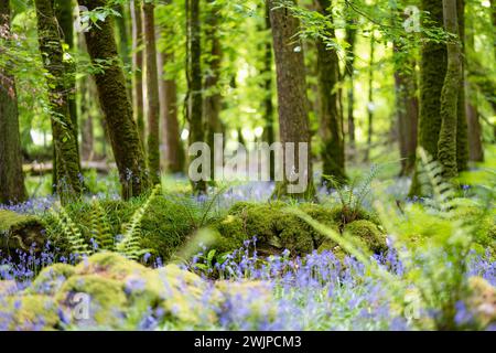 Blumengellblumen blühen in einem Wald in Irland. Hyacinthoides non-scripta in voller Blüte im irischen Wald. Schönheit in der Natur. Stockfoto