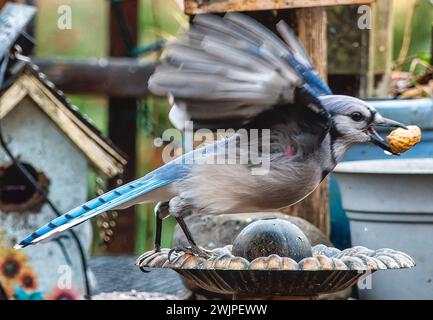 Ein Bluejay kommt an Deck an Stockfoto