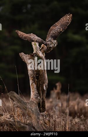 Eine trainierte Großhorneule, die von ihrem Barsch abhebt, Bubo virginianus Stockfoto