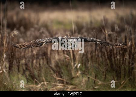 Eine trainierte Großhorneule im Flug, Bubo virginianus Stockfoto