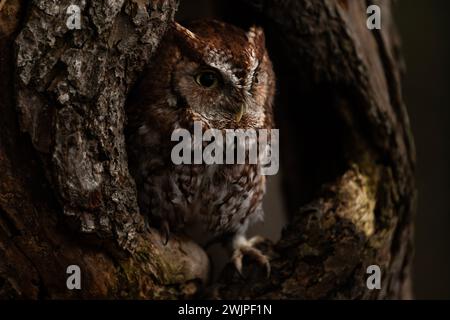 Ein ausgebildeter roter Morph der Ostkauze, Megascops asio Stockfoto