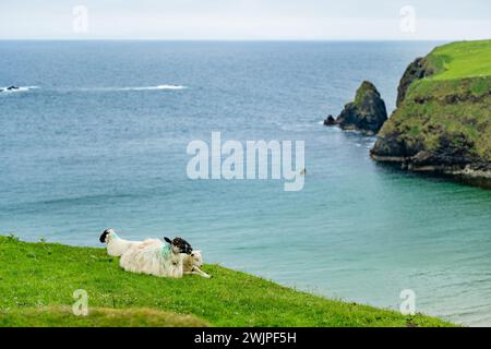 Schafe weiden in der Nähe von Silver Strand, einem Sandstrand in einer geschützten, hufeisenförmigen Bucht, in Malin Beg, in der Nähe von Glencolmcille, im Südwesten des Countys Stockfoto