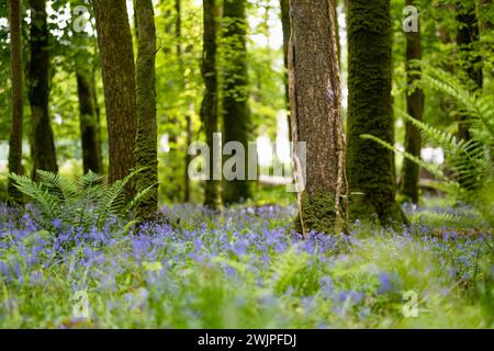 Blumengellblumen blühen in einem Wald in Irland. Hyacinthoides non-scripta in voller Blüte im irischen Wald. Schönheit in der Natur. Stockfoto