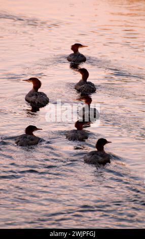 Merganser, Malheur National Wildlife Refuge, High Desert Discovery Scenic Byway, Oregon Stockfoto