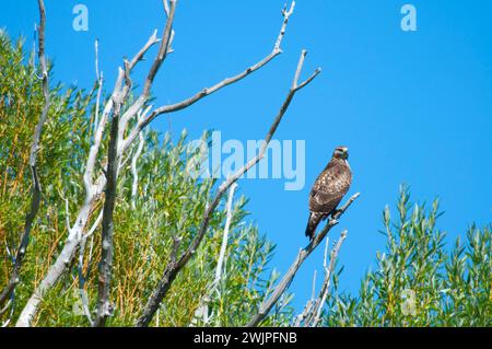 Hawk, Malheur National Wildlife Refuge, High Desert Discovery Scenic Byway, Oregon Stockfoto