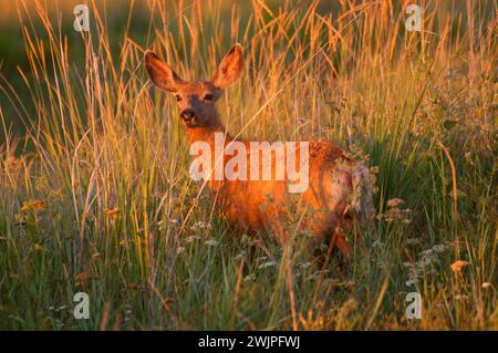 Hirsch, Malheur National Wildlife Refuge, High Desert Discovery Scenic Byway, Oregon Stockfoto