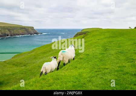 Schafe weiden in der Nähe von Silver Strand, einem Sandstrand in einer geschützten, hufeisenförmigen Bucht, in Malin Beg, in der Nähe von Glencolmcille, im Südwesten des Countys Stockfoto