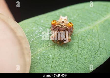 Nahaufnahme einer winzigen orangefarbenen Vogel-Dungspinne. Stockfoto