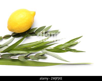 Vier Arten (Lulav, hadas, arava, etrog) als Sukkot-Festival-Symbole auf weißem Hintergrund Stockfoto