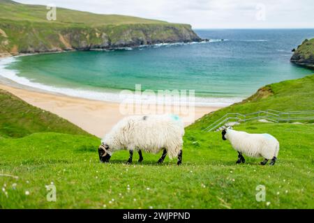 Schafe weiden in der Nähe von Silver Strand, einem Sandstrand in einer geschützten, hufeisenförmigen Bucht, in Malin Beg, in der Nähe von Glencolmcille, im Südwesten des Countys Stockfoto