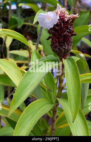 Crêpe Ingwer (Cheilocostus speciosus), Zingiberaceae. Rhizomatöse Staudenkraut, Zierpflanze. Weiße Blume. Stockfoto