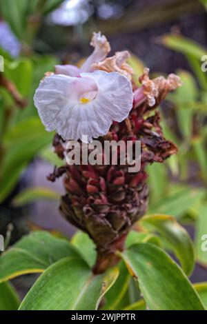 Crêpe Ingwer (Cheilocostus speciosus), Zingiberaceae. Rhizomatöse Staudenkraut, Zierpflanze. Weiße Blume. Stockfoto