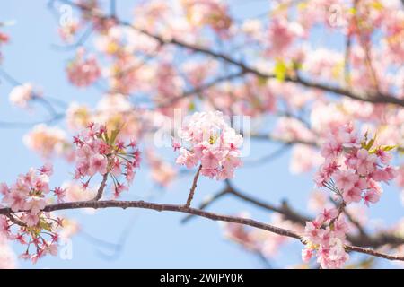 Schöne und süße rosa Kawazu Zakura (Kirschblüten) Tapetenhintergrund, Kawazu, Shizuoka, Japan Stockfoto