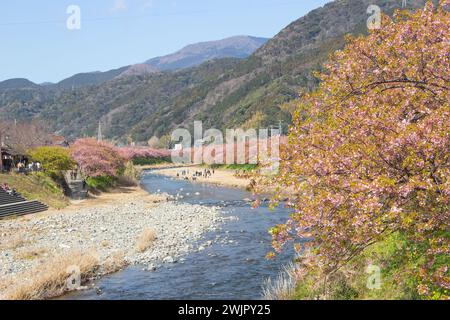 Wunderschöner Panoramablick auf den Kawazu River mit rosa Kawazu Zakura (Kirschblüte) im Frühling, Shizuoka, Japan Stockfoto