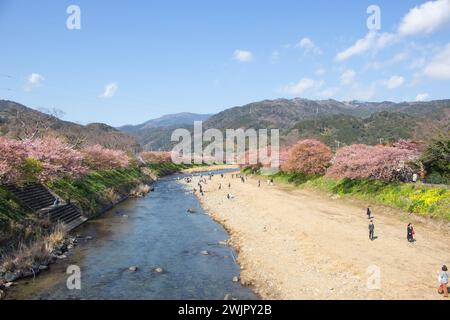 Wunderschöner Panoramablick auf den Kawazu River mit rosa Kawazu Zakura (Kirschblüte) im Frühling, Shizuoka, Japan Stockfoto