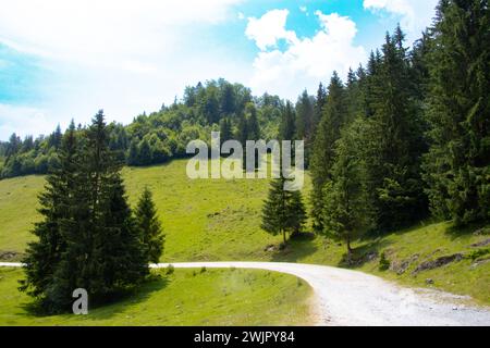 Grüne Wiese mit Tannen- und Kiefernbäumen an einem Sommertag in Padis, Apuseni Mountains, County Bihor, Rumänien Stockfoto